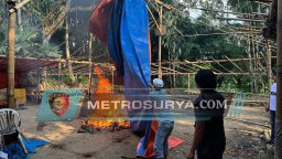 Dua Titik Lokasi Arena 303 Sambung Ayam Dibongkar Paksa Polres Malang