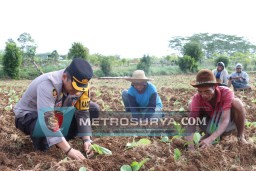 Program Tanam Tembakau Polres Sumenep Dukung Peningkatan Ekonomi Petani