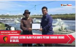 Layanan Listrik Hijau PLN Bantu Petani Tambak Udang di Sulsel Hemat Biaya Operasional dan Tembus Pasar Ekspor