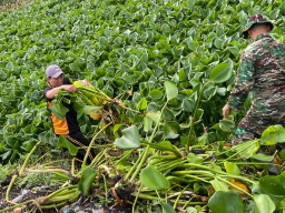 Cegah Banjir Polisi bersama TNI Bersihkan Sampah dan Enceng Gondok di Sungai Gebang Sidoarjo