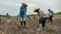 Dukung Ketahanan Pangan, Polresta Cirebon 'Sulap' Lahan Tidur Jadi Ladang Jagung