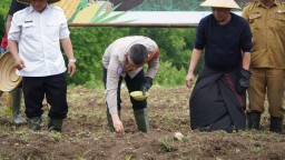 Bersama 3 Pilar dan Stakeholder, Polres Cirebon Kota Lakukan Penanaman Jagung Serentak di Desa Sirancang
