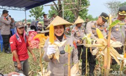 Polresta Cirebon Sukses Panen Raya Jagung, Dukung Program Asta Cita