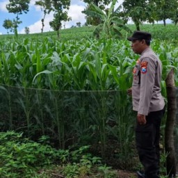 Polsek Ngimbang Melaksanakan Kegiatan Pengecekan Program Pekarangan Pangan Bergizi (P2B) Di Desa Sendangrejo