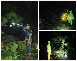 Polsek Ngimbang Gerak Cepat Evakuasi Pohon Tumbang Akibat Angin Kencang