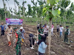 Polresta Banyuwangi Bersama Kelompok Tani Tanam Jagung Serentak Gelorakan Swasembada Pangan