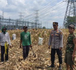 Polsek Ngimbang Dampingi Program P2B dalam Panen Jagung di Desa Drujugurit