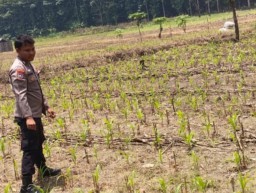 Giat Patroli Pengecekan Polisi Penggerak Desa (PPD)Program Pekarangan Pangan Bergizi (P2B) Di Desa Sendangrejo