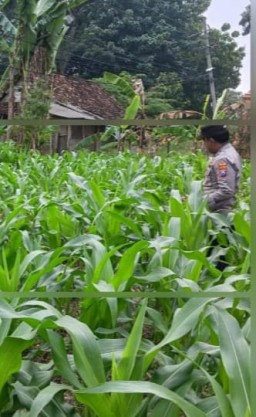 Polsek Ngimbang Giat Patroli Pengecekan Program Pekarangan Pangan Bergizi (P2B) Di Desa Tlemang