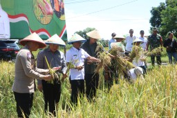 Kapolres Cirebon Kota Hadiri Panen Raya Padi Serentak di Kota Cirebon Bersama Presiden RI Secara Daring