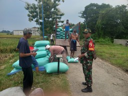 Babinsa Serda Wawan Dampingi Petani Carangrejo, Harga Gabah Diserap Rp6.500 per Kilogram