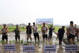 Pemkab Jombang Genjot Produksi Padi dengan Program LTT-MTS