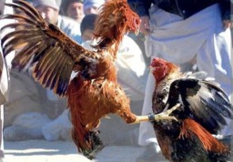 Viral di Medsos, Perjudian Sabung Ayam dan Dadu Kopyok di Tulungagung Diduga Dibekingi Oknum
