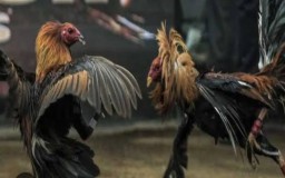 Perjudian Sabung Ayam dan Cap Jeky Diduga Dibekingi Oknum, Berlangsung Bebas di Tulungagung