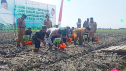 Pemerintah Kabupaten Jombang Tingkatkan Kualitas dan Produktivitas Melalui Tanam Tembakau