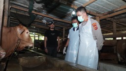 Bersama Forkopimda, Kapolres Cirebon Kota Lakukan Monitoring Hewan Kurban Jelang Idul Adha 1446 H