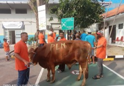 Rayakan Idul Adha dengan Kepedulian, PLN UIP JBTB Sembelih 5 Sapi dan 7 Kambing
