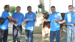 Idul Adha 1445 H, PT PLN Gelar Penyembelihan dan Penyaluran Hewan Qurban