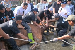 Kapolda Jabar Bertindak Sebagai Al Udhhiyyah dalam Penyembelihan Hewan Kurban di Hari Raya Idul Adha 1446 H