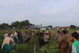 Polresta Cirebon Gelar Panen Raya Cabai, Penanaman Bibit Cabai dan Benih Ikan Lele di Desa Panunggul
