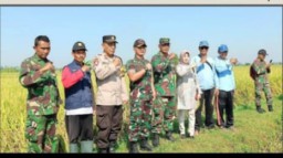 Guna Mendukung Ketahanan Pangan Nasional, Dandim 0812 lamongan, Panen Padi PMJ 01 di Kembangbahu