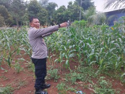 Kapolsek Mundu Tinjau Tanaman Jagung di Desa Luwung, Dukung Ketahanan Pangan Nasional