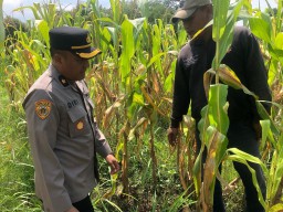 Kabag SDM Polres Cirebon Kota Tinjau Lahan Jagung di Mundu, Dukung Ketahanan Pangan Nasional