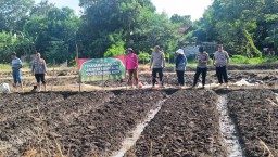 Polsek Kedawung Tanam Jagung Dukung Swasembada Pangan 2025