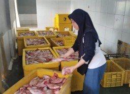 Setelah Lele, Kini Ikan Nila Masuk Program Makan Bergizi Gratis di Rembang