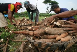 Petani Singkong di Desa Jukung Rembang Menjerit, Harga Anjlok Drastis