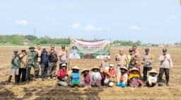 Ketahanan Pangan Jagung BUMDES Dewata Prima Desa Waled Kota Kecamatan Waled