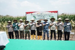 Bupati Jombang Warsubi Hadiri Panen Raya Jagung Serentak di Desa Keras