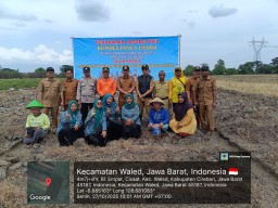 Pemdes Cisaat Bersama BUMDes Panca Usaha Tanam Jagung Pipil