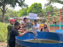 YBM PLN UIP JBTB Dukung KUC Cah Angon Kembangkan Budidaya Lele untuk Kemandirian Warga Ketintang