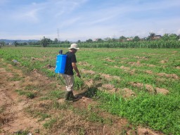 Penyemprotan Tanaman Jagung Pipil program ketahanan Pangan Kuwu Desa Pasaleman, Ini Tujuannya