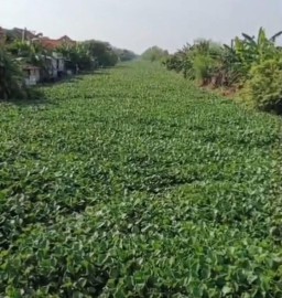 Ketua IP3A:Enceng Gondok di Bengawan Njeroh Menjadi Permasalahan Dan Bencana