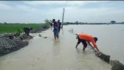 Ratusan Hektar Lahan Persawahan Di Desa Datinawong Terendam Bajir Kecamatan Babat