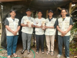 KKN Mahasiswa UGM Jogyakarta di Desa Criwik,Kunjungi Sentra Produksi Pembibitan Jamur Tiram