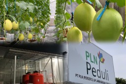 Wujudkan Ketahanan Pangan, PLN UIP JBTB Dorong Budidaya Melon Hidroponik Melalui Pembangunan Greenhouse
