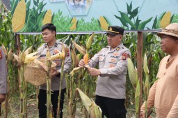 Dukung Ketahanan Pangan, Polda Bali siap Gelar Panen Raya Jagung Kuartal IV 2026