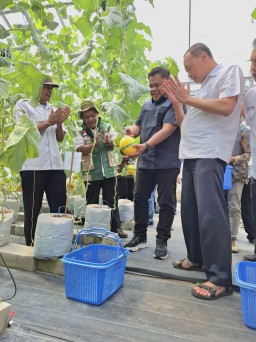 PLN UIP JBTB & Karang Taruna sukses panen perdana 600 melon New Kinanti hidroponik di Desa Winong.