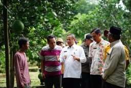 Bupati Pati Kunjungi Sentra Tape, Jeruk Pamelo, dan Kebun Kopi di Gembong