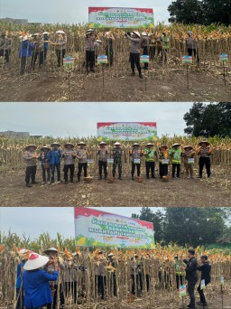 Panen Jagung Serentak Kuartal I 2026 bersama Kapolri, Kapolres Pasuruan Tegaskan Komitmen Ketahanan Pangan