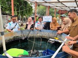 Sambut Ramadhan, YBM PLN UIP JBTB Panen Lele KUC Cah Angon Dorong Ekonomi Produktif Warga