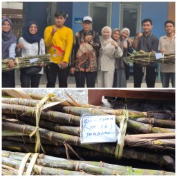 Tim (IPB) Kunjugi Lokasi Riset Tebu Untuk Mendukung Program Swasembada Gula Nasional