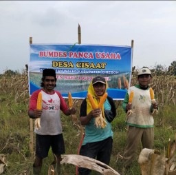 BUMDes Panca Usaha Desa Cisaat Gemilang Sukses Panen Jagung, Program Ketahanan Pangan di Kecamatan Waled