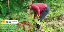 Diduga Tidak Prosedural, Hibah Kayu di Buper Karangsari Park, Berpotensi Terhadap "Hilangnya" Aset Daerah