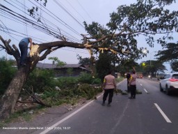 Gerak Cepat Polsek Mundu Evakuasi Pohon Tumbang di Jalur Pantura Citemu