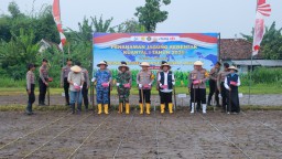 Penanaman Jagung Serentak Kuartal I 2026 di Jombang Dukung Program Swasembada Jagung Nasional