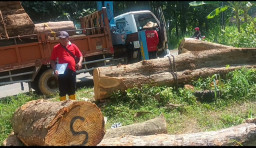 Pengangkutan Kayu Jati di Desa Guwo Picu Pertanyaan Soal Kepemilikan Lahan